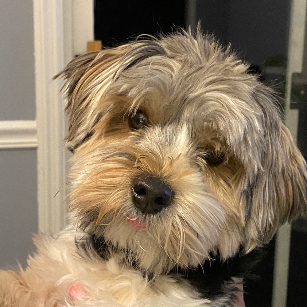 Meet your Posher, Liz